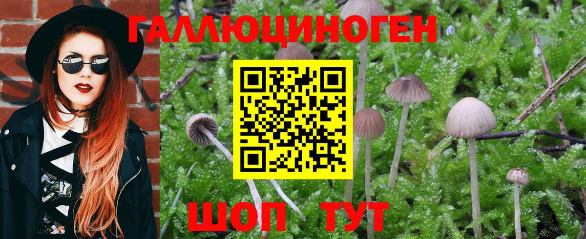 Галлюциногенные грибы Cubensis  Полысаево 